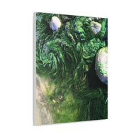 Brenda Jensen Photography - River Algae Vortex - Canvas Gallery Wraps