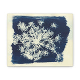 Hanna Rae, Prussian Bleu - Fireworks Flower Cyanotype - Canvas Gallery Wraps